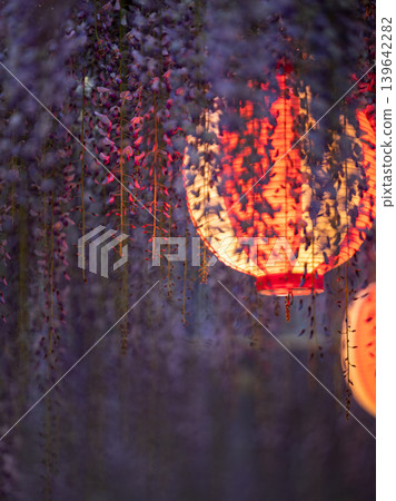 Lanterns gently illuminate the fully bloomed wisteria blossoms (Nakayama Great Wisteria, Fukuoka Prefecture) Lanterns gently illuminate the fully bloomed wisteria blossoms (Nakayama Great Wisteria, Fukuoka Prefecture) 139642282