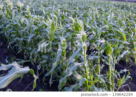 A vast landscape of cornfields, where corn grows lush and green across the entire field. A vast landscape of cornfields, where corn grows lush and green across the entire field. 139642284