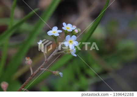 The small, pale blue flowers of the forget-me-not bloom in the spring field. The small, pale blue flowers of the forget-me-not bloom in the spring field. 139642288