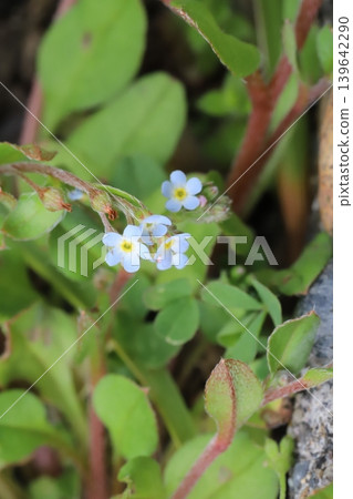春天，勿忘我那小小的淡藍色花朵在田野裡盛開。 139642290