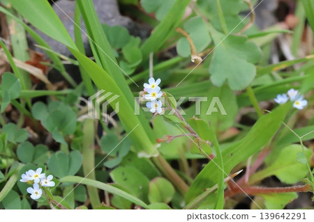 The small, pale blue flowers of the forget-me-not bloom in the spring field. The small, pale blue flowers of the forget-me-not bloom in the spring field. 139642291