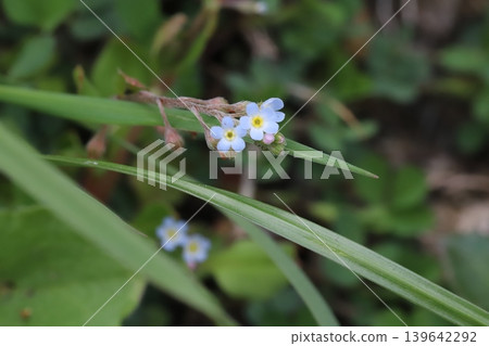 The small, pale blue flowers of the forget-me-not bloom in the spring field. The small, pale blue flowers of the forget-me-not bloom in the spring field. 139642292