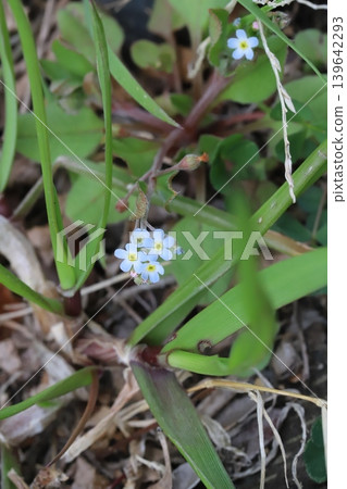 春天,勿忘我那小小的淡藍色花朵在田野裡盛開。 春天,勿忘我那小小的淡藍色花朵在田野裡盛開。 139642293