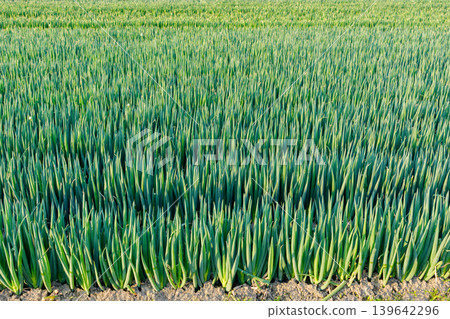 A field of neatly arranged white onions: A typical Japanese agricultural scene. 139642296