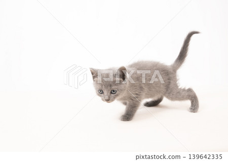 Chartreux kitten with white back and tail raised Chartreux kitten with white back and tail raised 139642335