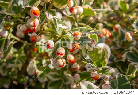 Close-up of Euonymus fortunei, Fortune's spindle plant leaves and orange berries. Close-up of Euonymus fortunei, Fortune's spindle plant leaves and orange berries. 139642344