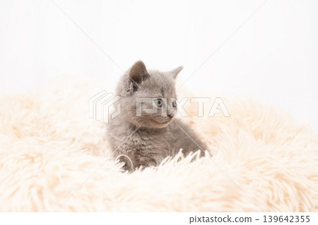 A Chartreux kitten in a bed against a white background. A Chartreux kitten in a bed against a white background. 139642355