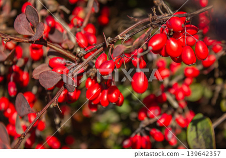 Close-up Red berries of Berberis Thunbergii bush at autumn in the garden. Japanese garden autumn nature. Berberis thunbergii or Thunberg's Red Barberry shrub. Close-up Red berries of Berberis Thunbergii bush at autumn in the garden. Japanese garden autumn nature. Berberis thunbergii or Thunberg's Red Barberry shrub. 139642357