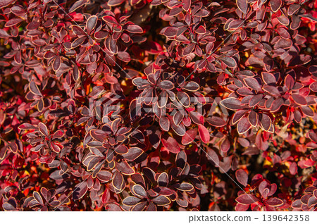 Top view of vibrant Berberis Thunbergii with deep red and purple foliage under bright sunlight. Top view of vibrant Berberis Thunbergii with deep red and purple foliage under bright sunlight. 139642358