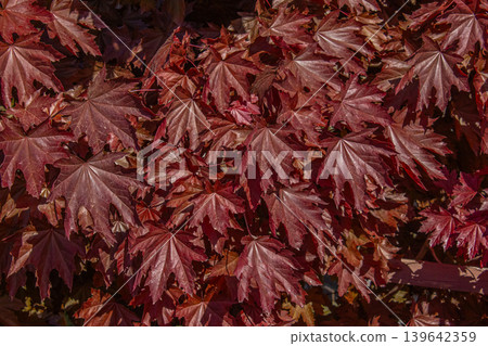 Red Maple Leaf texture. Leaf texture background. Red Maple Leaf texture. Leaf texture background. 139642359