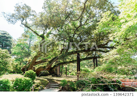 Scenery from the Manyo Botanical Garden at Kasuga Taisha Shrine 139642371