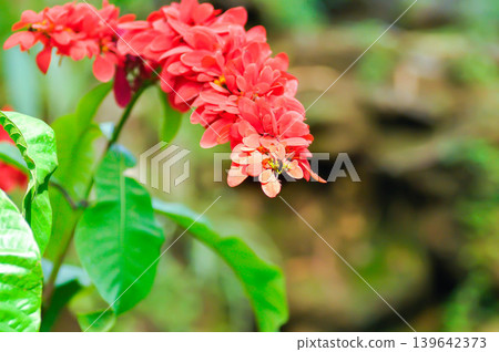 Chaconia, Pride of Trinidad and Tobago or rubiaceae or Warszewiczia or  Warszewiczia coccinea or Wild Poinsettia or red flower 139642373