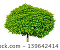 Deciduous Green Tree with a Dense crown isolate on white background with clipping path. Floral design element for cards, invitations, posters. 139642414