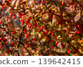 Small reddish leaves and ripe Red Barberry Berries. Selective focus. Japanese garden autumn nature. Berberis thunbergii or Thunberg's Red Barberry shrub. 139642415