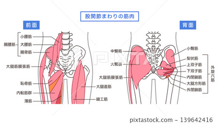 臀部和髖關節周圍的肌肉 臀部和髖關節周圍的肌肉 139642416