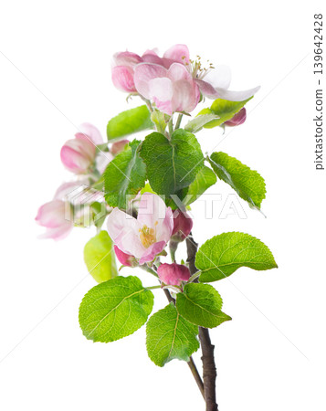 Spring apple blossom isolated on white background. Branch of flowering apple tree with pink and white flowers and green leaves. Clipping path. Spring apple blossom isolated on white background. Branch of flowering apple tree with pink and white flowers and green leaves. Clipping path. 139642428