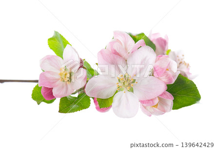 Spring apple blossom isolated on white background. Branch of flowering apple tree with pink and white flowers and green leaves. Clipping path. Spring apple blossom isolated on white background. Branch of flowering apple tree with pink and white flowers and green leaves. Clipping path. 139642429