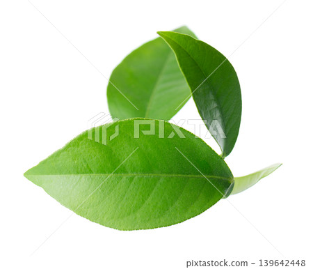 Green citrus leaves isolated on white background. Fresh lemon leaves branch. Clipping path. 139642448