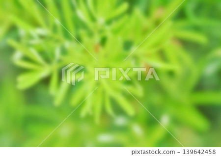 blur background, blur picture or Sea Teak or Jati Laut background or leaf background blur background, blur picture or Sea Teak or Jati Laut background or leaf background 139642458