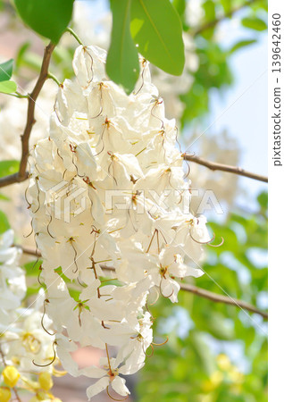 Cassia x nealiae H S Irwin and Barneby, fabaceae or LEGUMINOSAE CAESALPINIOIDEAE or White Rainbow Shower Tree or white flower Cassia x nealiae H S Irwin and Barneby, fabaceae or LEGUMINOSAE CAESALPINIOIDEAE or White Rainbow Shower Tree or white flower 139642460