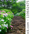 Hydrangeas blooming on a stone staircase and fresh greenery | A beautiful Japanese landscape during the rainy season 139642475