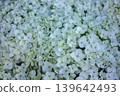 Close-up White Hydrangea Flowers, Blooming White Hortensia, Hydrangea Paniculata textured background. Beautiful White Flowers Summer Garden Textured background. 139642493