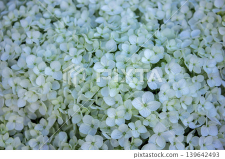 Close-up White Hydrangea Flowers, Blooming White Hortensia, Hydrangea Paniculata textured background. Beautiful White Flowers Summer Garden Textured background. Close-up White Hydrangea Flowers, Blooming White Hortensia, Hydrangea Paniculata textured background. Beautiful White Flowers Summer Garden Textured background. 139642493