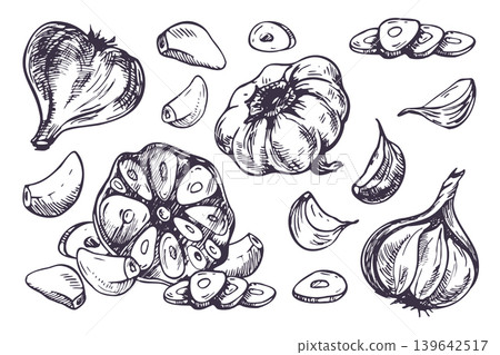 Garlic cloves and bulbs hand drawn in ink pen sketch style. Monochrome graphic vector illustration of organic vegetable. Culinary ingredient isolated element for food packaging print. Garlic cloves and bulbs hand drawn in ink pen sketch style. Monochrome graphic vector illustration of organic vegetable. Culinary ingredient isolated element for food packaging print. 139642517