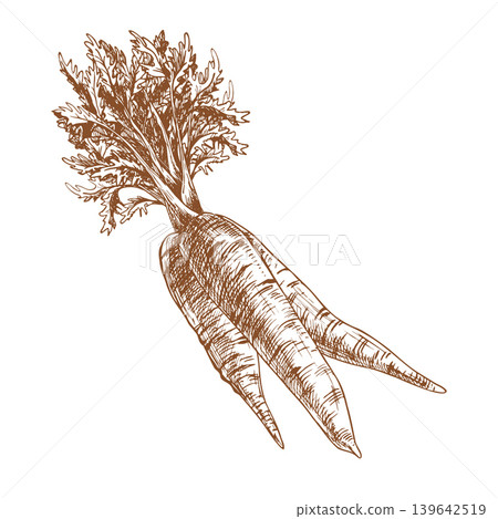 Hand drawn sketch of fresh carrot with leaves. Vegetable illustration in ink line art style for organic farm label, healthy food packaging, culinary menu design and grocery store. 139642519