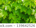 Green Abstract texture of maple leaves, natural background, green leaves. 139642526