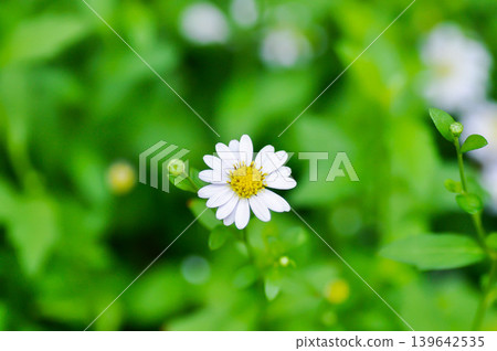 Argyranthemum frutescens, white marguerite or Asteraceae or Margaret or daisy or white flower 139642535
