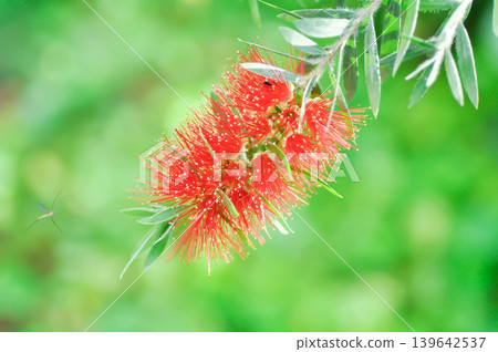 Bottle brush tree or Curtis Skeels or Callistemon citrinus var splendens Stapf or Crimson bottle brush or MYRTACEAE or Stiff Bottlebrush , red flower Bottle brush tree or Curtis Skeels or Callistemon citrinus var splendens Stapf or Crimson bottle brush or MYRTACEAE or Stiff Bottlebrush , red flower 139642537