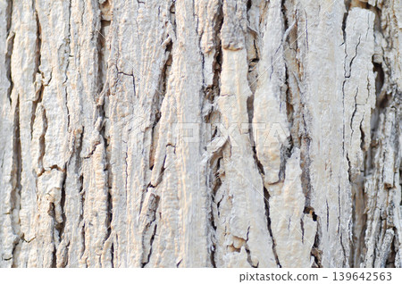 tree bark or bark , Golden shower or Golden shower tree or Indian laburnum or Pudding pine tree or Cassia fistula or old tree or tree texture tree bark or bark , Golden shower or Golden shower tree or Indian laburnum or Pudding pine tree or Cassia fistula or old tree or tree texture 139642563