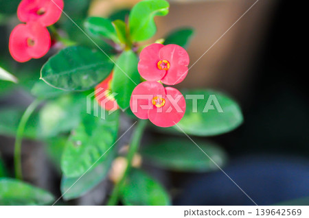 Christ Thorn, Euphorbia milii or Euphorbiaceae or Euphorbia milii Des Moul or Crown of thorns or Christ thorn or red flower Christ Thorn, Euphorbia milii or Euphorbiaceae or Euphorbia milii Des Moul or Crown of thorns or Christ thorn or red flower 139642569
