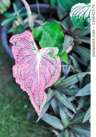 Caladium ,Caladium ThaiBeauty or Dieffenbachia seguine or Caladium bicolor or Araceae or pink leaf Caladium ,Caladium ThaiBeauty or Dieffenbachia seguine or Caladium bicolor or Araceae or pink leaf 139642570