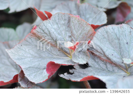 Begonia, Begonia Blad Rex Hawaiian Silver or  Begonia Mirage or  Begonia Rex Dino Shadow King or Begonia Rex Silver or BEGONIACEAE or silver and red leaf 139642655
