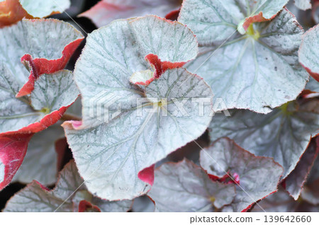 Begonia, Begonia Blad Rex Hawaiian Silver or  Begonia Mirage or  Begonia Rex Dino Shadow King or Begonia Rex Silver or BEGONIACEAE or silver and red leaf 139642660