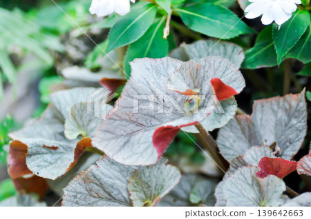 Begonia, Begonia Blad Rex Hawaiian Silver or  Begonia Mirage or  Begonia Rex Dino Shadow King or Begonia Rex Silver or BEGONIACEAE or silver and red leaf 139642663