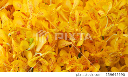 Close up of vibrant yellow orchids, beautiful blooming tropical flowers background. Close up of vibrant yellow orchids, beautiful blooming tropical flowers background. 139642690