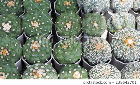 Top view collection of Astrophytum cactus plants in white square pots, succulent arrangement Top view collection of Astrophytum cactus plants in white square pots, succulent arrangement 139642701