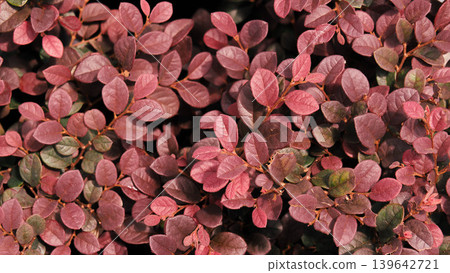 Close-up of lush red and purple foliage of decorative shrub Close-up of lush red and purple foliage of decorative shrub 139642721