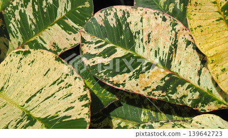 Close-up of beautiful variegated foliage with green and creamy white patterns Close-up of beautiful variegated foliage with green and creamy white patterns 139642723