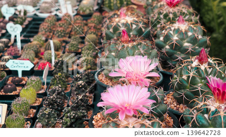 Beautiful blooming pink flowers in a crown on Mammillaria cactus, top view Beautiful blooming pink flowers in a crown on Mammillaria cactus, top view 139642728