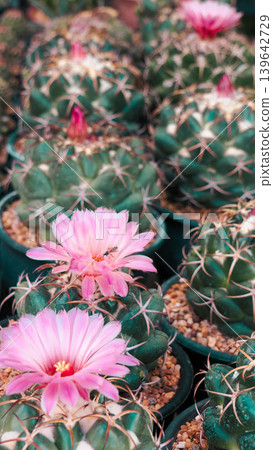 Beautiful blooming pink flowers of Coryphantha elephantidens cactus in pots 139642729