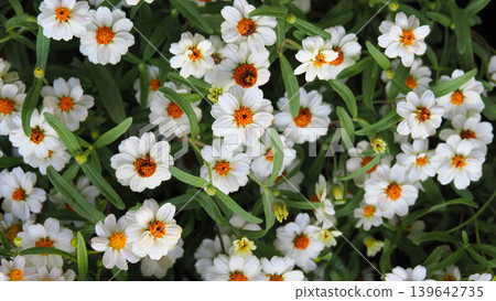 Top view of beautiful white Zinnia flowers with orange centers in the garden Top view of beautiful white Zinnia flowers with orange centers in the garden 139642735