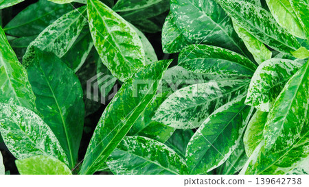 Full frame background of variegated green and white plant leaves Full frame background of variegated green and white plant leaves 139642738