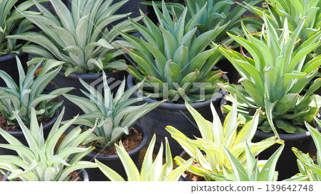 Group of potted agave plants in a garden nursery Group of potted agave plants in a garden nursery 139642748