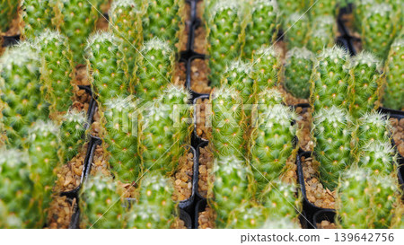 potted Mammillaria elongata cactus plants in a nursery potted Mammillaria elongata cactus plants in a nursery 139642756
