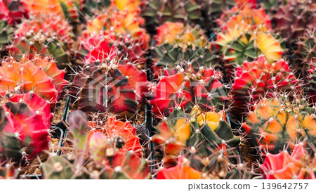 Collection of colorful Gymnocalycium variegated cactus plants in pots Collection of colorful Gymnocalycium variegated cactus plants in pots 139642757