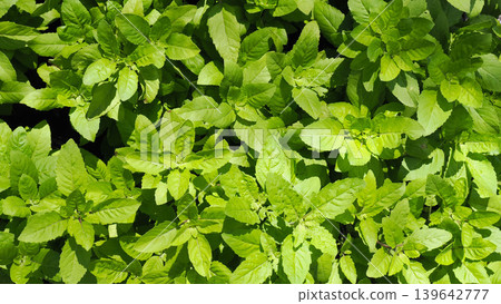 Fresh holy basil leaves background, vibrant green herbal plant for Thai cooking. Fresh holy basil leaves background, vibrant green herbal plant for Thai cooking. 139642777